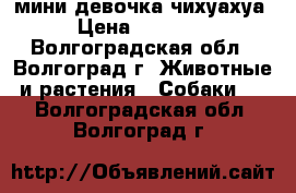 мини девочка чихуахуа › Цена ­ 10 000 - Волгоградская обл., Волгоград г. Животные и растения » Собаки   . Волгоградская обл.,Волгоград г.